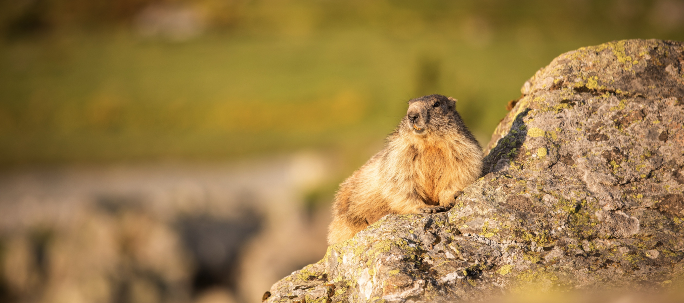'Yogi  marmottes:' week-end détente et randonnée en montagne
